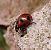 Coccinella magnifica  - Thomas Lux