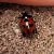 Coccinella magnifica  - Thomas Lux