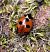 Coccinella magnifica  - Thomas Lux