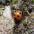 Coccinella magnifica  - Thomas Lux