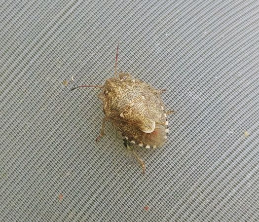 Staria lunata 