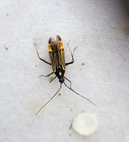 Miris striatus  - Thomas Lux