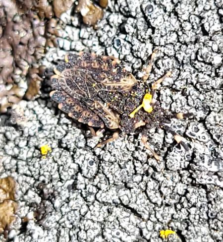 Aradus versicolor  - Thomas Lux