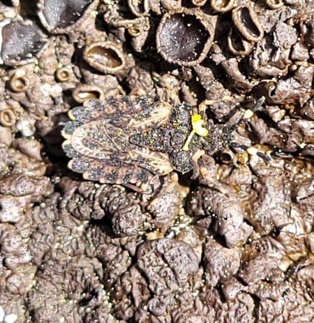 Aradus versicolor  - Thomas Lux