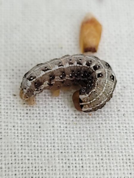 Dichonia convergens  - Thomas Lux