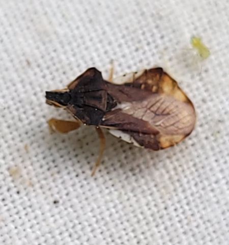 Phymata crassipes  - Thomas Lux