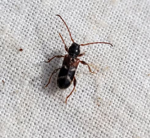 Poecilium alni  - Thomas Lux