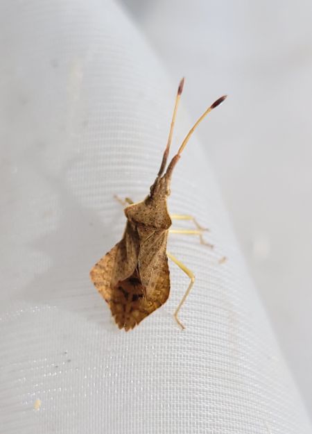 Syromastus rhombeus  - Thomas Lux