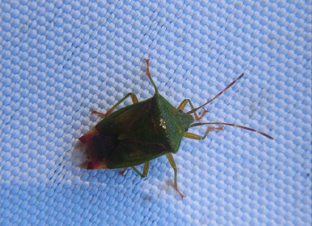 Elasmostethus minor 