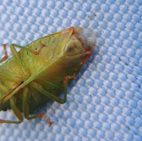 Elasmostethus minor 