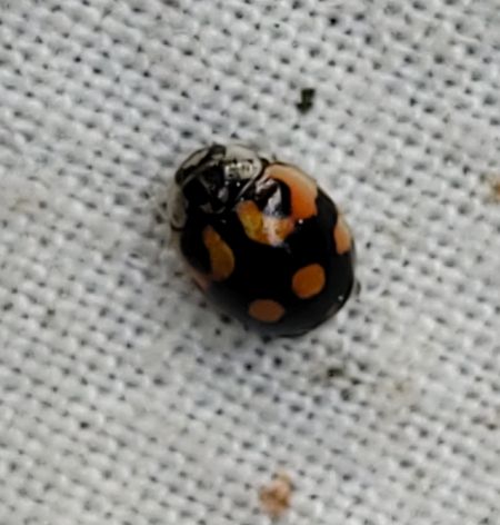 Coccinelle à dix points  - Thomas Lux