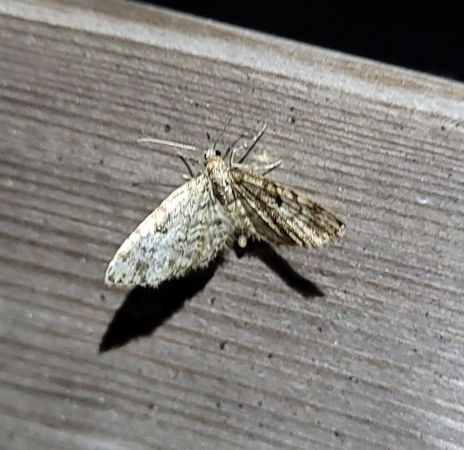 Eupithecia tantillaria  - Thomas Lux