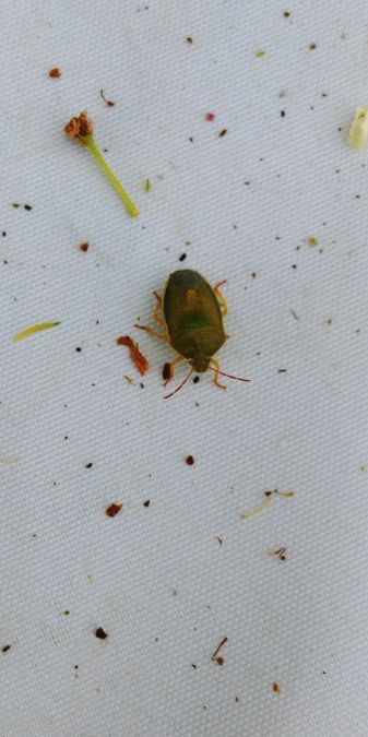 Piezodorus lituratus 