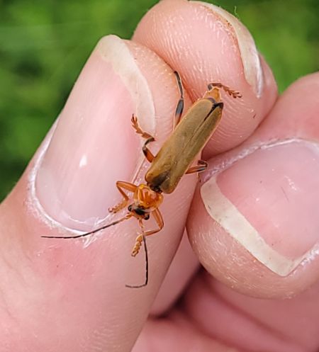 Cantharis livida  - Thomas Lux