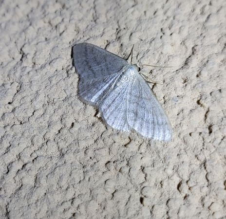 Idaea subsericeata  - Thomas Lux