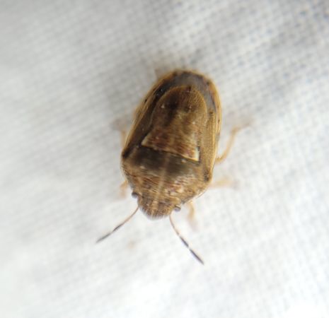 Neottiglossa leporina  - Thomas Lux