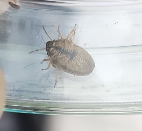 Neottiglossa leporina  - Thomas Lux