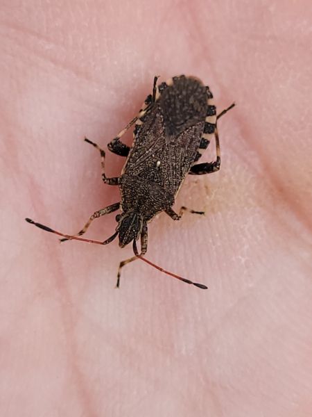 Ceraleptus gracilicornis  - Thomas Lux