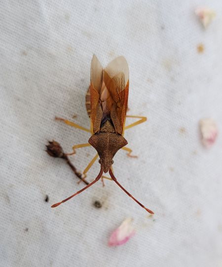 Gonocerus acuteangulatus  - Thomas Lux