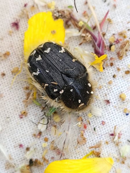Tropinota hirta  - Thomas Lux
