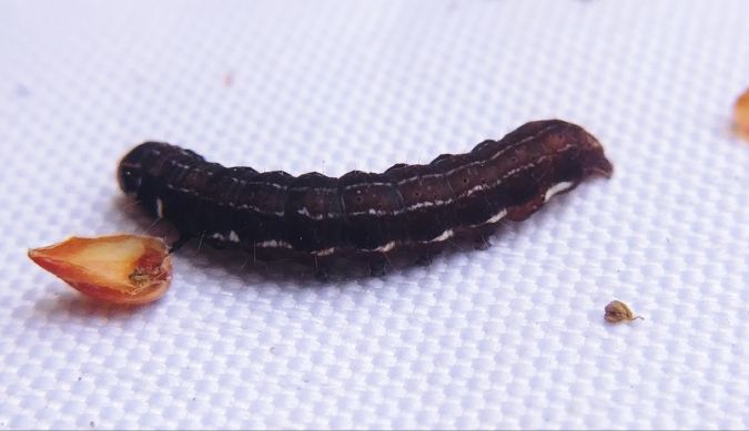Eupsilia transversa 