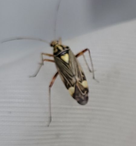 Rhabdomiris striatellus  - Thomas Lux