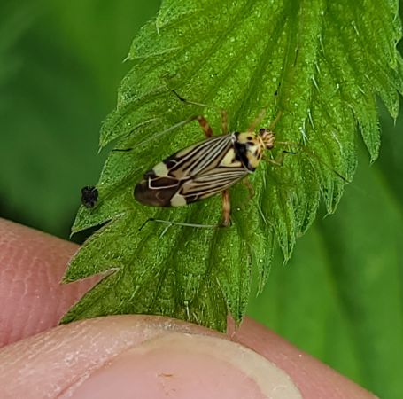 Rhabdomiris striatellus  - Thomas Lux