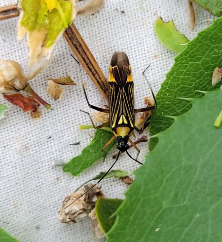 Miris striatus  - Thomas Lux