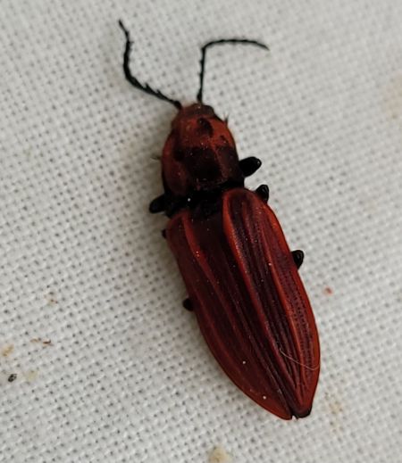 Anostirus purpureus  - Thomas Lux