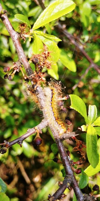 Bombyx de l'Aubépine 
