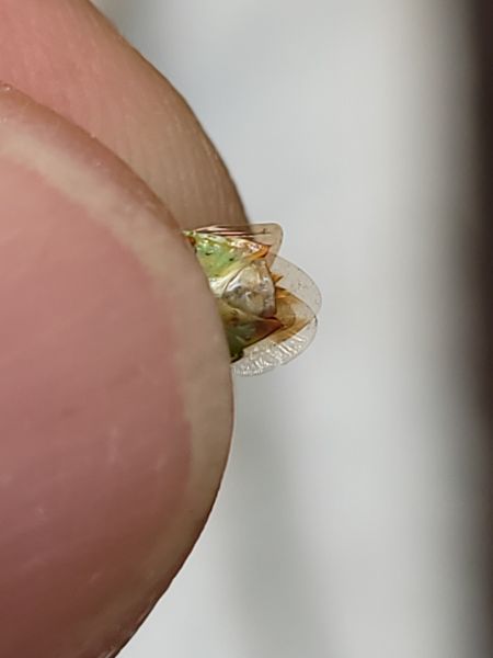Elasmostethus minor  - Thomas Lux