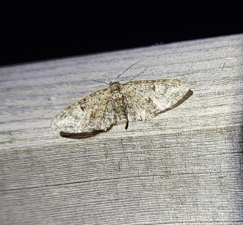 Eupithecia abbreviata  - Thomas Lux