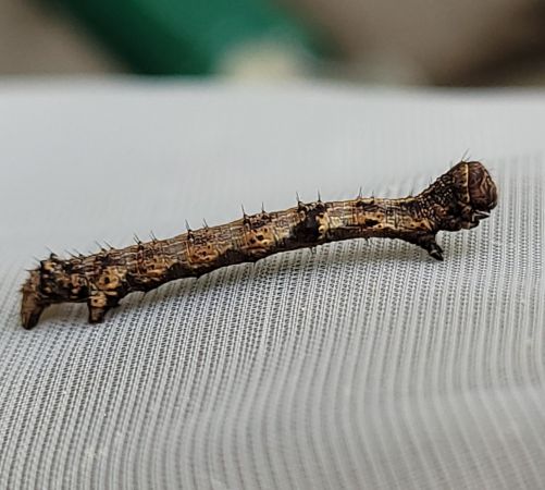 Apocheima hispidaria  - Thomas Lux