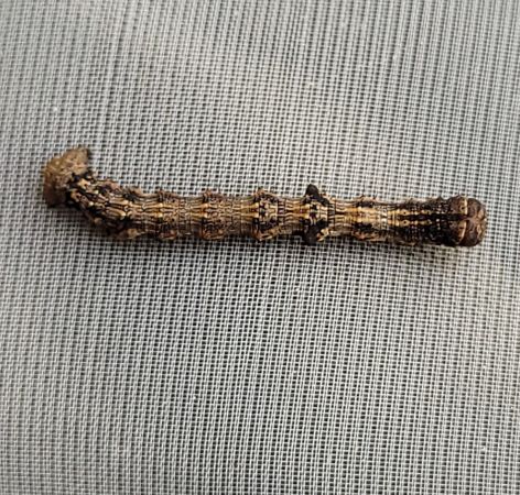 Apocheima hispidaria  - Thomas Lux