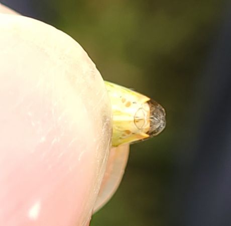 Elasmostethus minor  - Thomas Lux