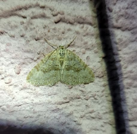 Colostygia multistrigaria  - Thomas Lux