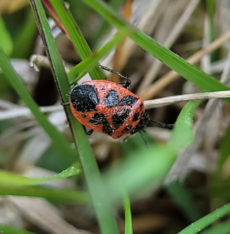 Eurydema dominulus  - Thomas Lux
