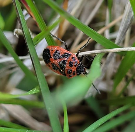 Eurydema dominulus  - Thomas Lux