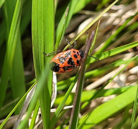 Eurydema dominulus  - Thomas Lux