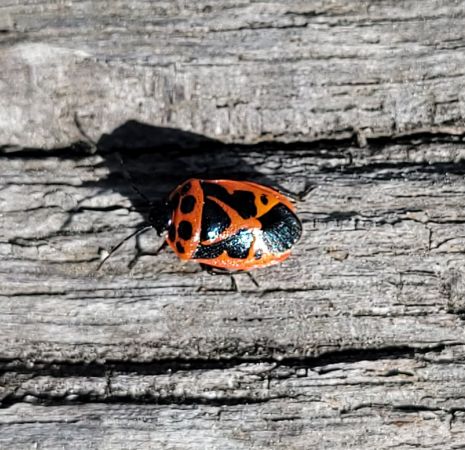 Eurydema dominulus  - Thomas Lux