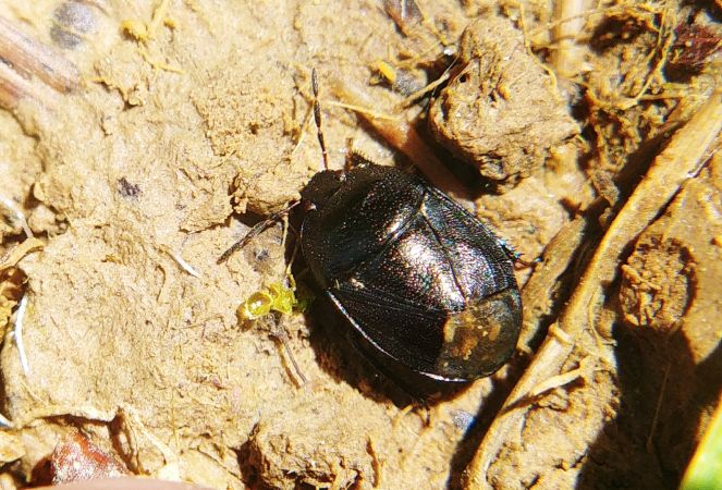Sehirus luctuosus 