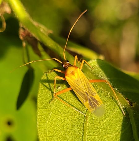 Miris striatus  - Thomas Lux