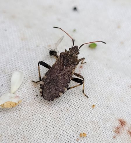Ceraleptus gracilicornis  - Thomas Lux