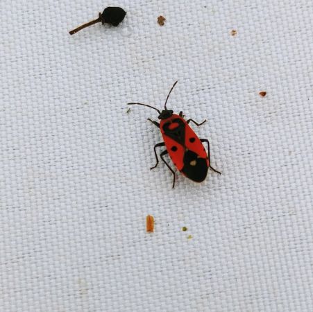Melanocoryphus albomaculatus 