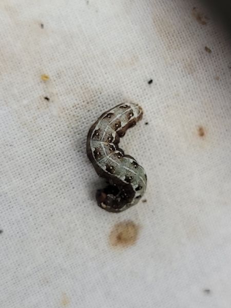 Dichonia convergens  - Thomas Lux
