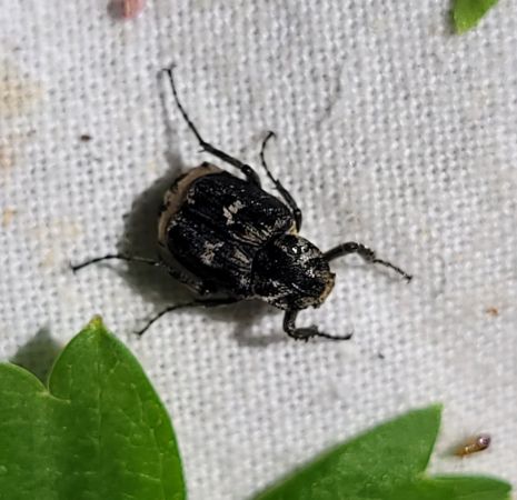 Valgus hemipterus  - Thomas Lux