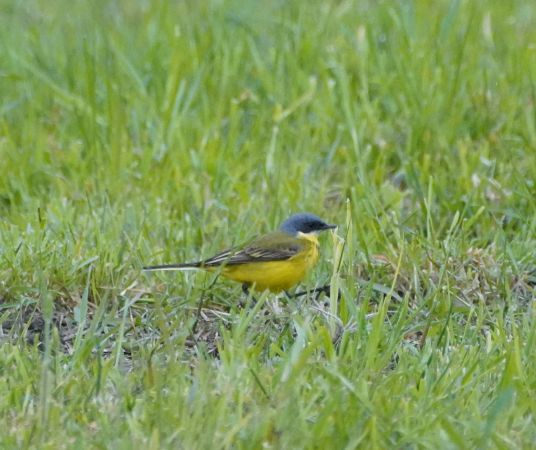 Schafstelze (ssp. thunbergi)  - Monika Żochowska