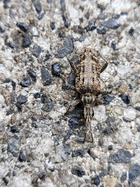 Rhagium inquisiteur  - Thomas Lux