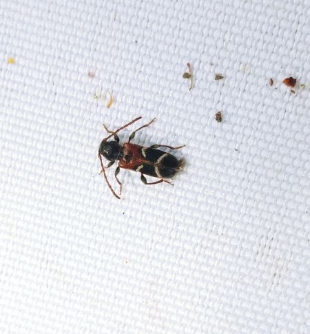 Poecilium alni 