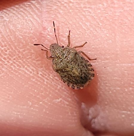 Sciocoris macrocephalus  - Thomas Lux